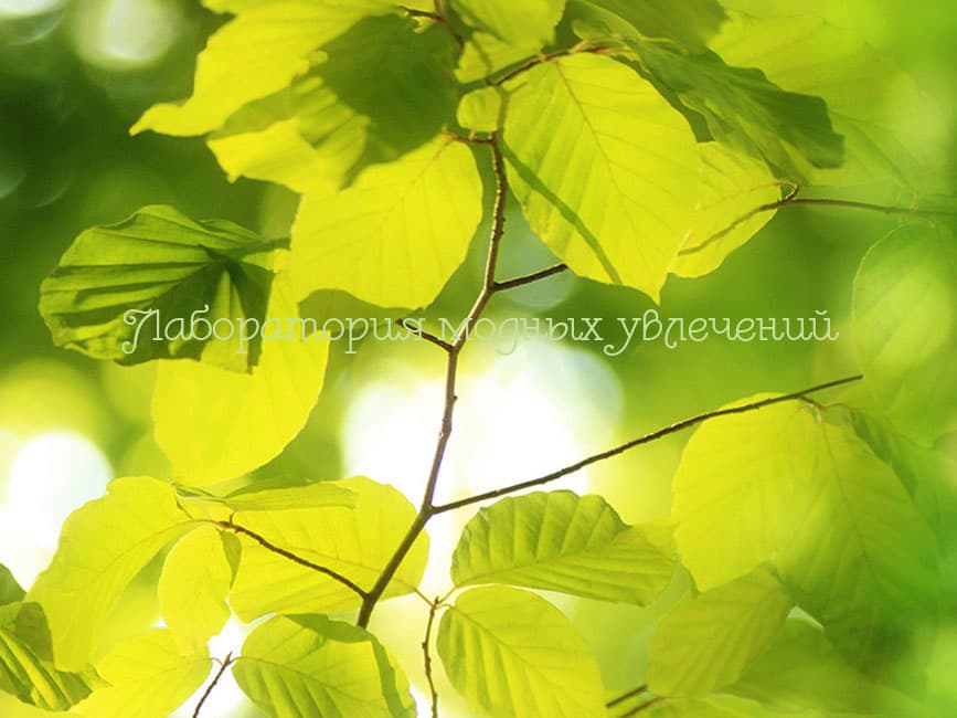 Косметическая отдушка Летние листья, 10 мл