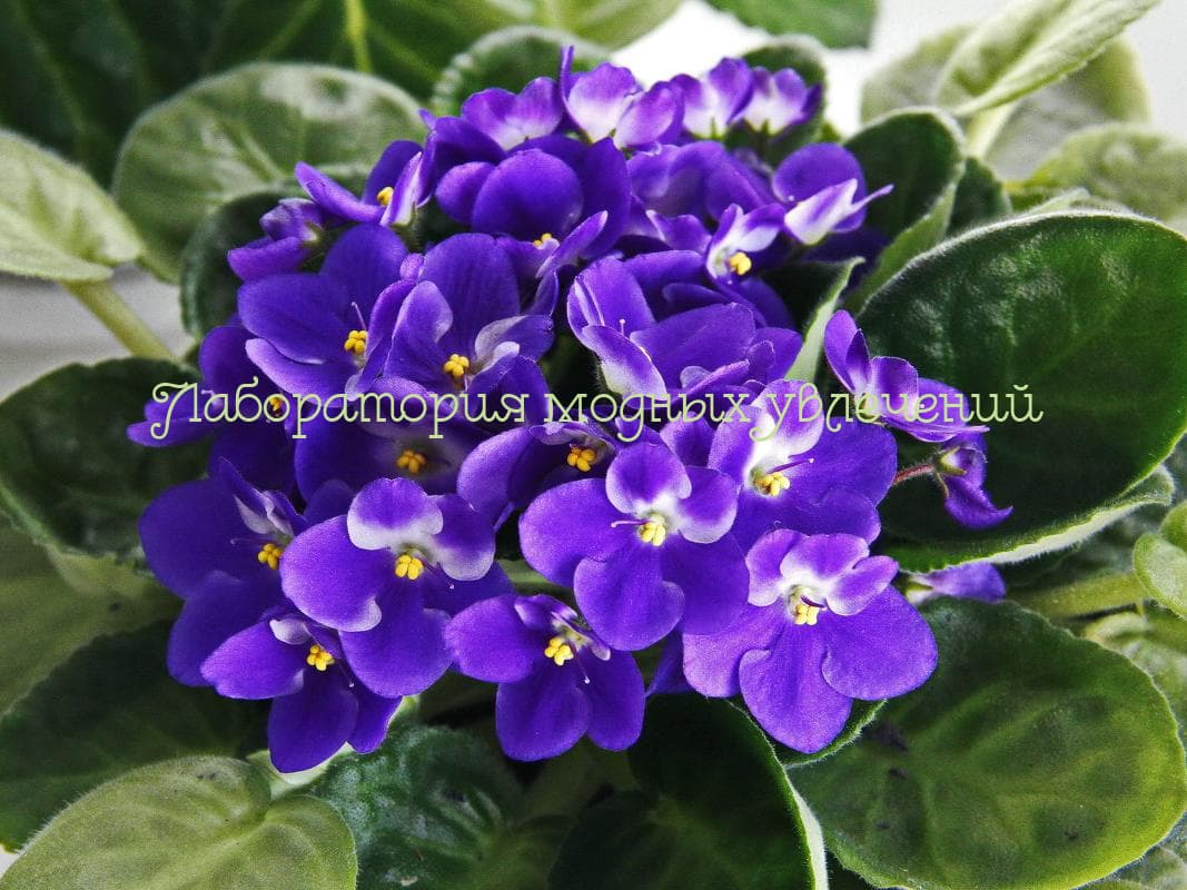 Косметическая отдушка Фиалка, 10 мл