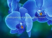 Косметическая отдушка Голубая орхидея и кашемир, 10 мл