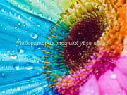 Косметическая отдушка Детская мечта, 10 мл